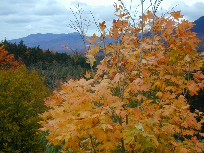 conway06.jpg 
800 x 600 compressed image 
(122,505 bytes)