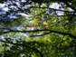 Preview of:
downeast19.jpg
800 x 600 compressed image
(202,987 bytes)