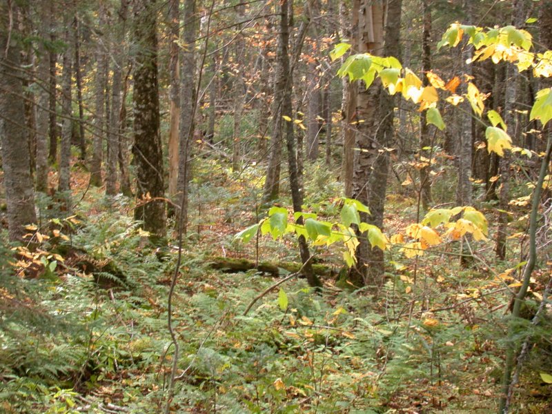 camping08.jpg 
800 x 600 compressed image 
(171,916 bytes)